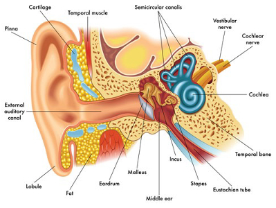 vestibular-rehabilitation, physiotherapy kingston ontario, physiotherapy near me